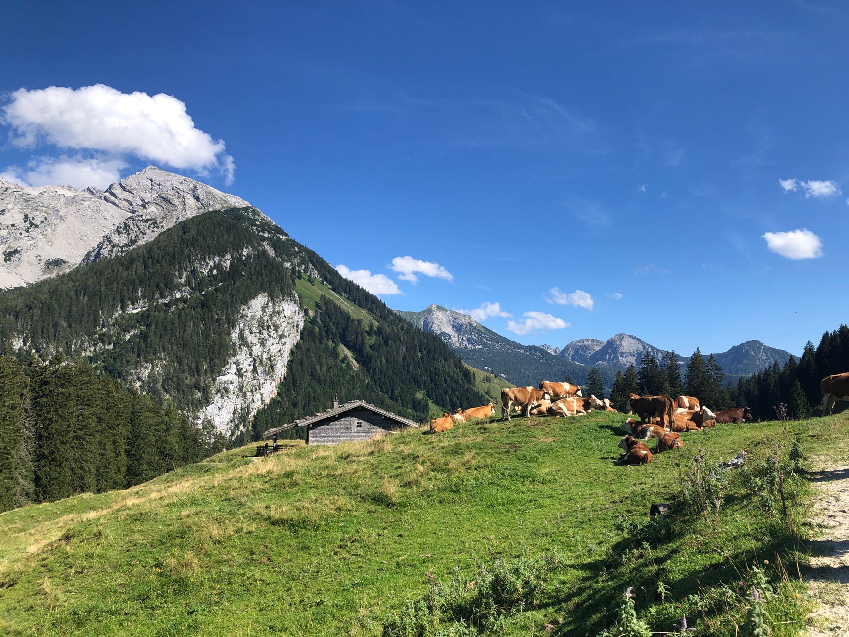 Kühe auf der Alm vor Bergkulisse